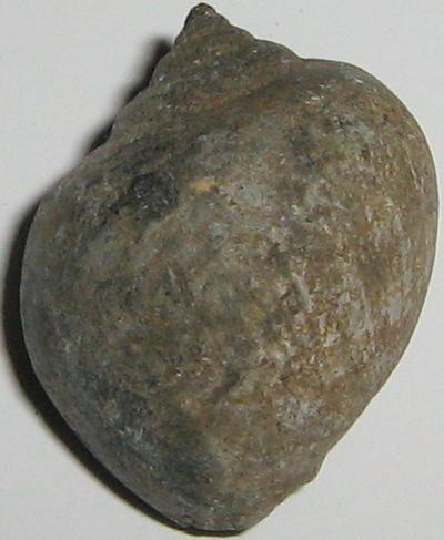 Ampullina vulcani (Brongniart, 1823)